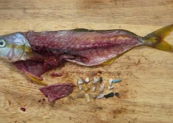 Microplastics in fish and effects on the human body