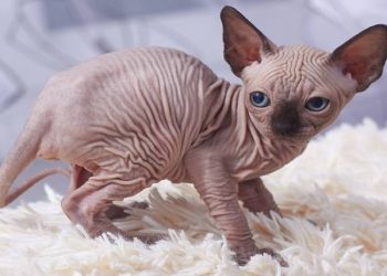 Sphynx Cats Are Incredible You Can Know the Way to Take Care