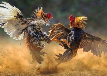 WPC2026 – How to Get Started in Winning Cockfights