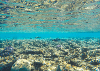 Marine biology summer camps-Shaping the way of life for young people