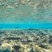 Marine biology summer camps-Shaping the way of life for young people